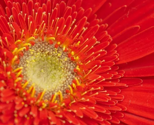 Die Farben des Lebens: Rot