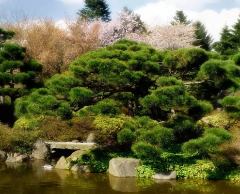 Feng Shui im Garten: Natürlich fließendes Qi