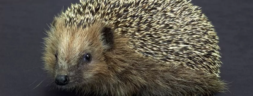 Traumdeutung: Igel