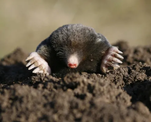 Der Kreislauf des Geschehens – Vom blinden Maulwurf zum bewussten Gestalter