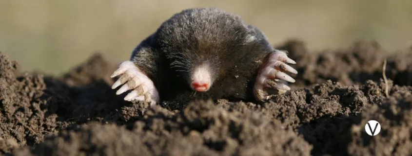 Der Kreislauf des Geschehens – Vom blinden Maulwurf zum bewussten Gestalter