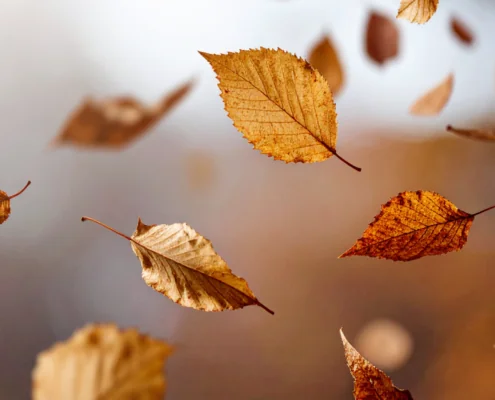 Der Herbst und seine Tücken