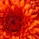 Hellsehen & Wahrsagen - Berater: AdminTest3