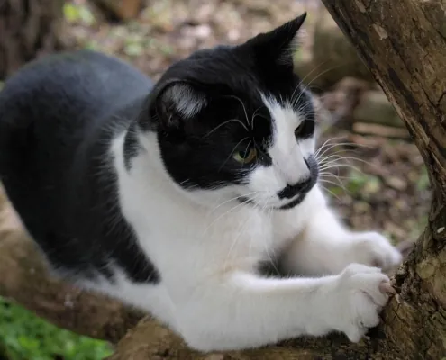 MEINE LIEBE KATZE – Spinnt sie (jetzt)?
