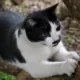 MEINE LIEBE KATZE – Spinnt sie (jetzt)?