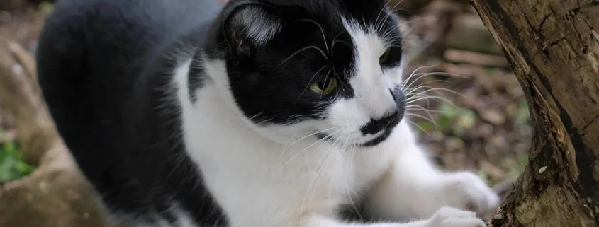 MEINE LIEBE KATZE – Spinnt sie (jetzt)?