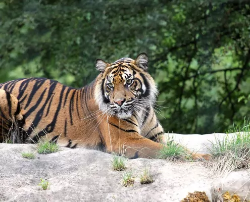 Das Chinesische Horoskop Tiger