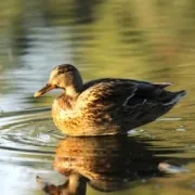 Krafttier Ente